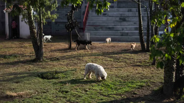 El refugio Seres Libres alberga a más de 60 perros. 