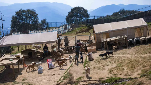 Más de 200 perros tienen que convivir en Adopta Mx